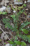 Englemann's milkvetch